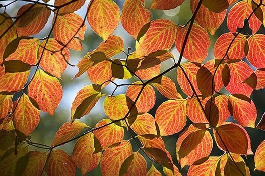 2015 autumn leaves